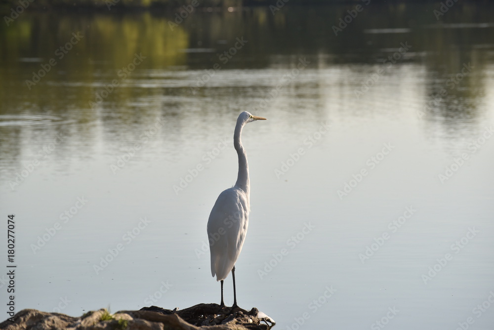 Obraz premium Resting Egret