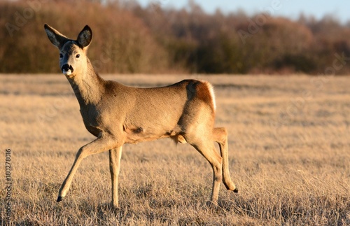 Fototapeta Naklejka Na Ścianę i Meble -  Sarna