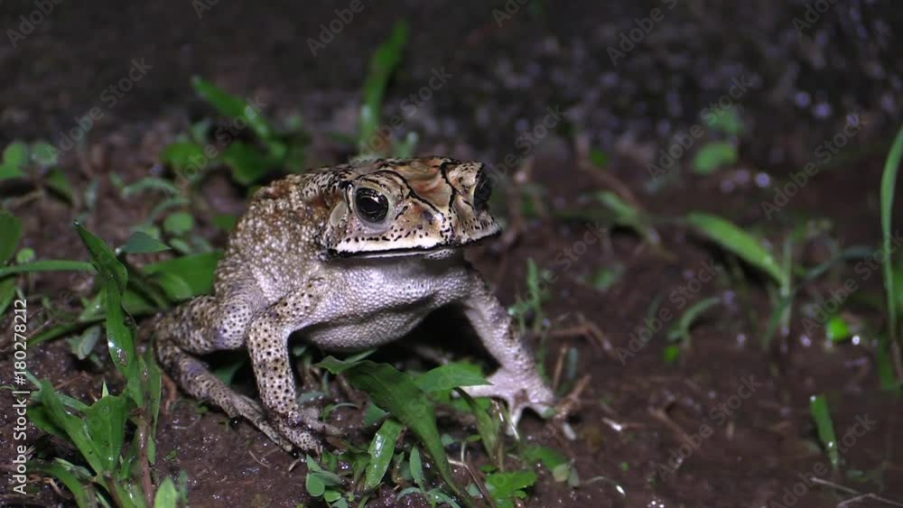 Tropical toad in the temple on Bali Tropical toad in the temple on Bali