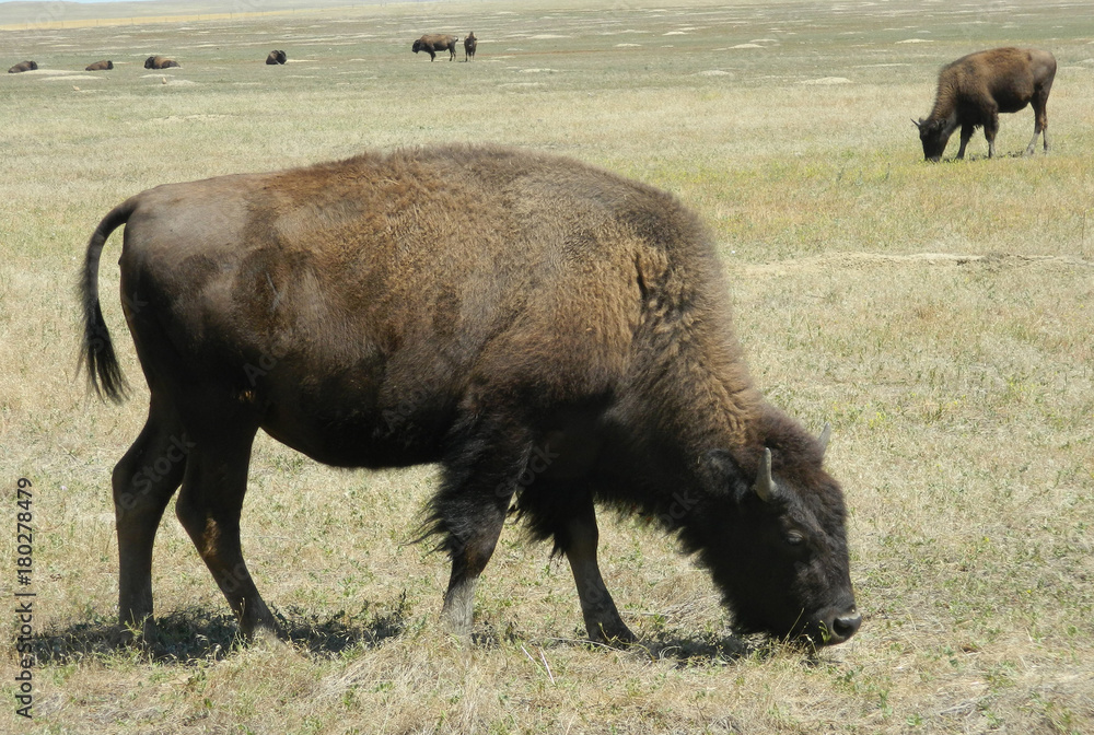 Buffalo grazing the grasslands in Badlands National Park, South Dakota Buffalo grazing the grasslands in Badlands National Park, South Dakota