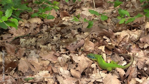 Colorful lizard in its environment photo