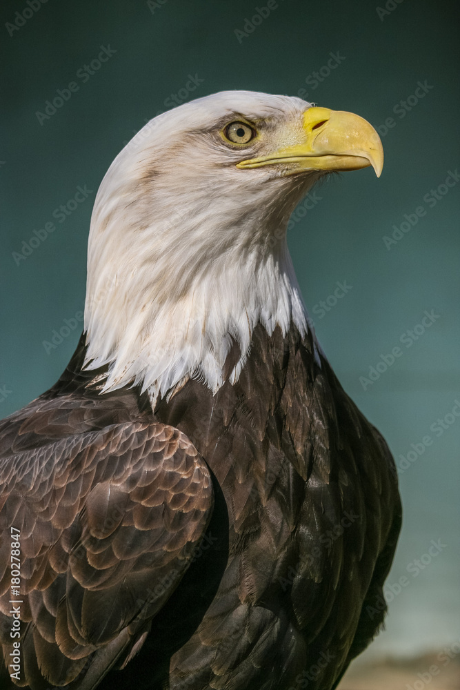Bird of Prey Bird of Prey