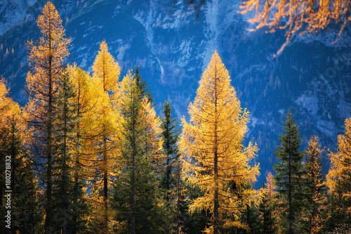 Große Nadelbäume im Herbstkleid vor alpiner Steilwand