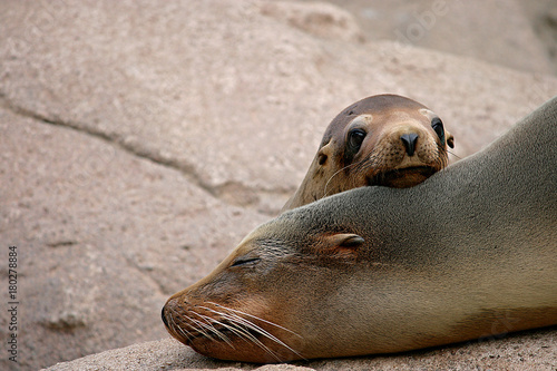 Fototapeta Sea Lion Pup