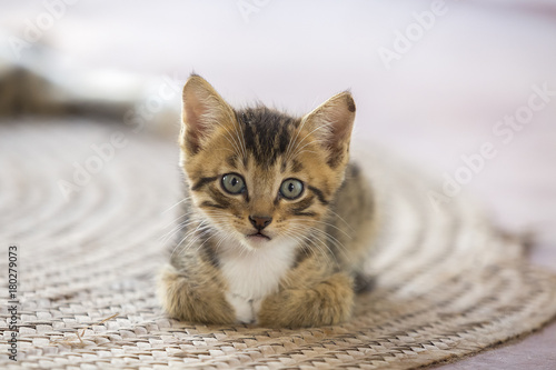 a cute small kitten looking at the camera photo