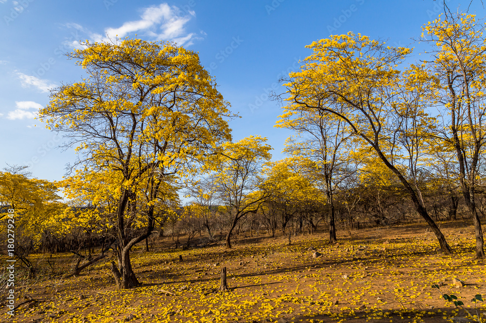 Trees of guayacán Trees of guayacán
