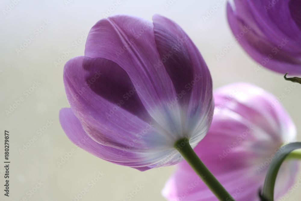 Back-lit dark-purple tulips through a glass window.
Back-lit dark-purple tulips through a glass window.