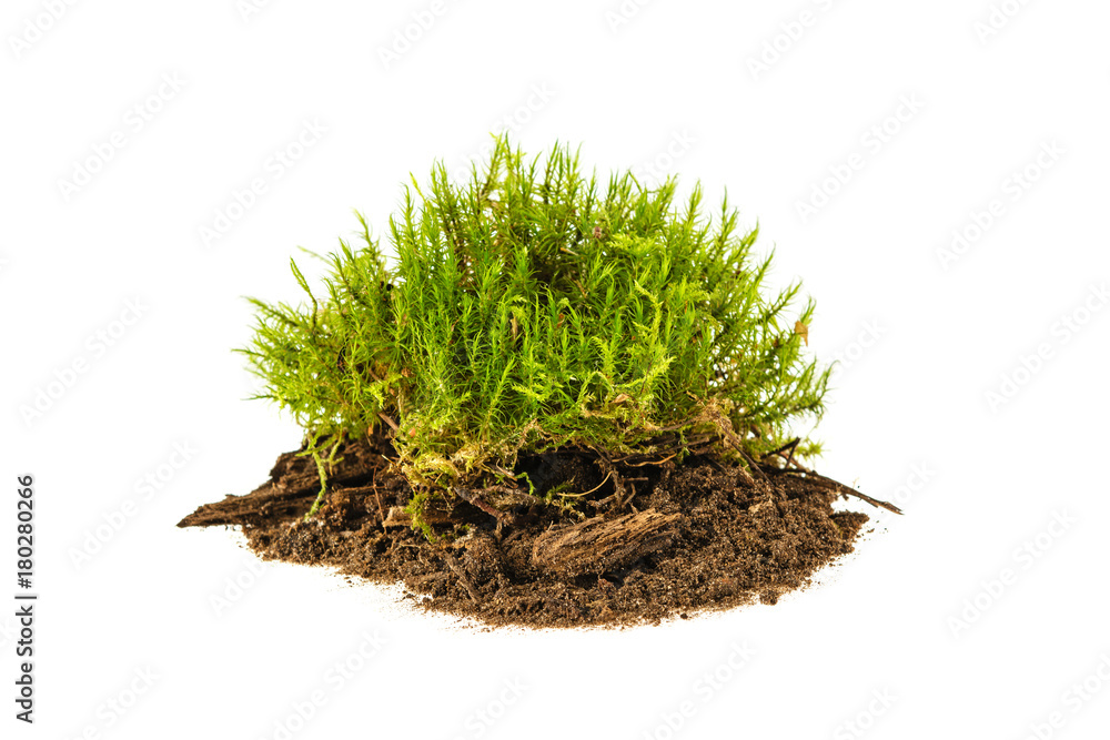 moss on the ground, isolated on a white background moss on the ground, isolated on a white background
