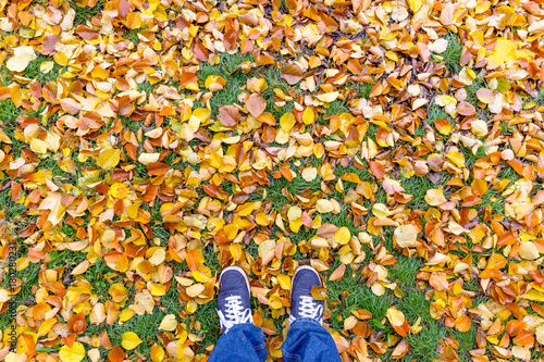 Conceptual image of walkaway on the autumn leaves. Yellow leaves on a lawn autumnal pattern beneath mans feet.