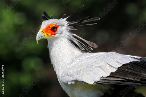 Secretary Bird