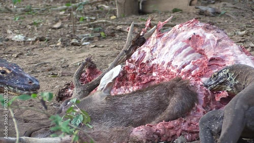 Komodo dragons killed a deer