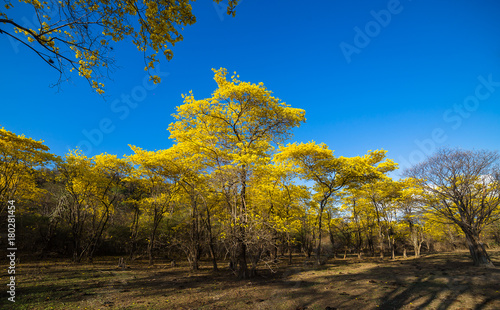 Trees of guayacán photo