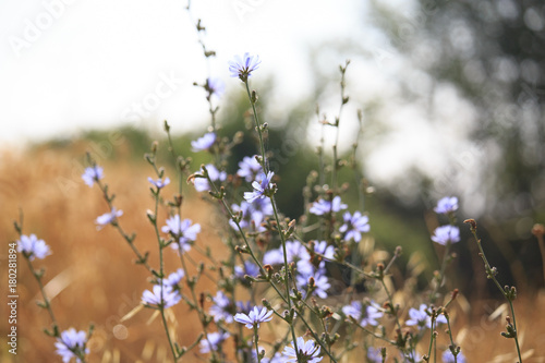 White Wild Flowers