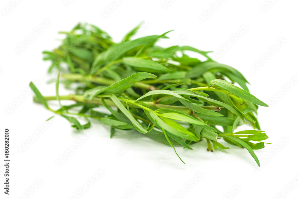 Tarragon with a White Background Tarragon with a White Background