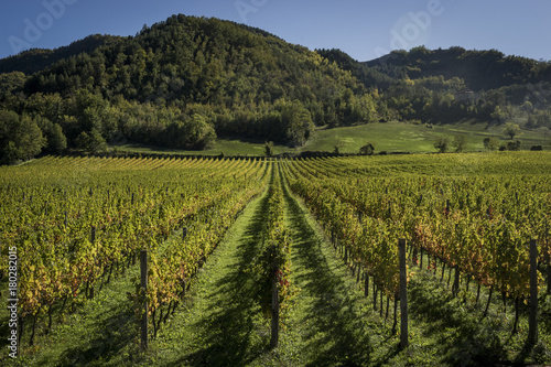 Romagna vineyard