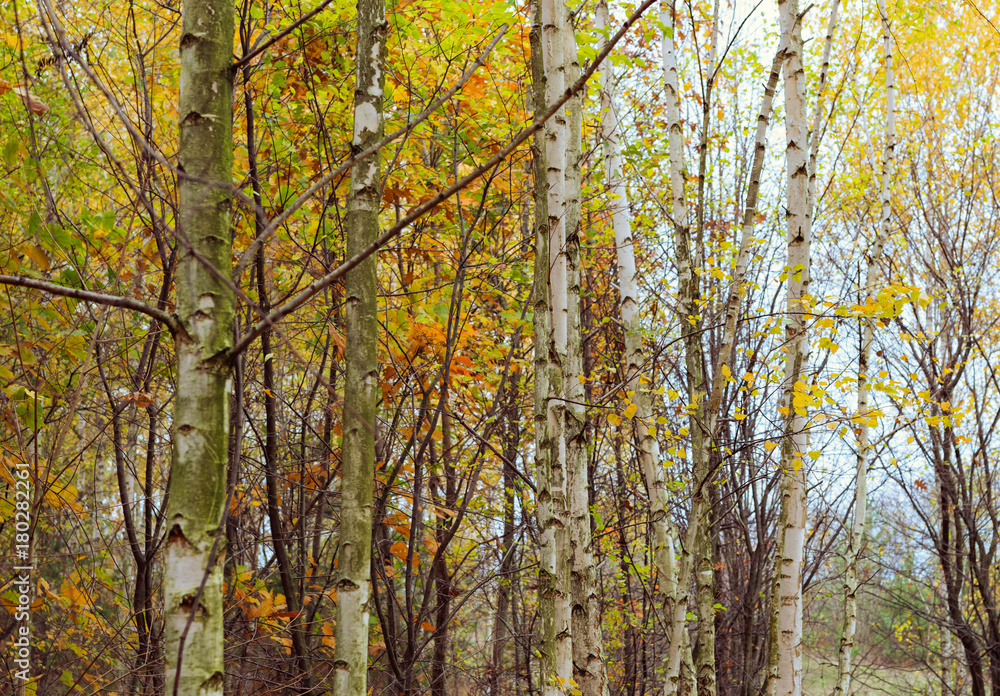 Birch wood with yellowed leaves