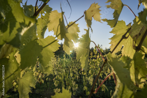 Romagna vineyard photo