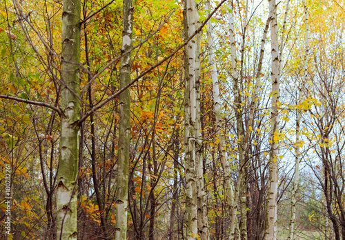 Birch wood with yellowed leaves