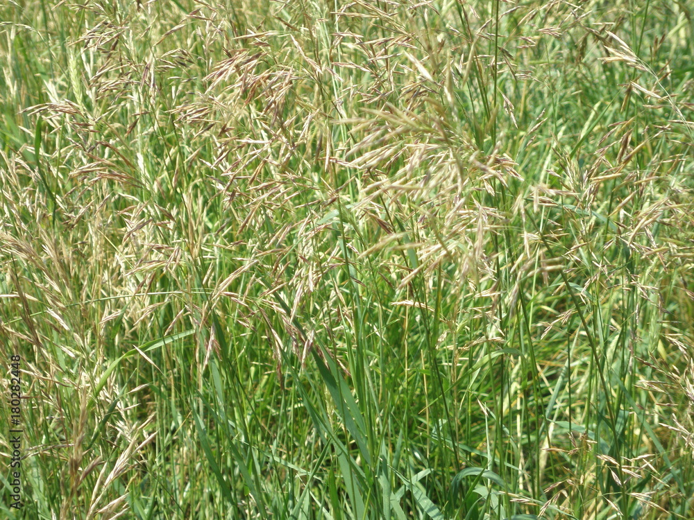 Obraz premium Perennial plants. Grasess in garden.