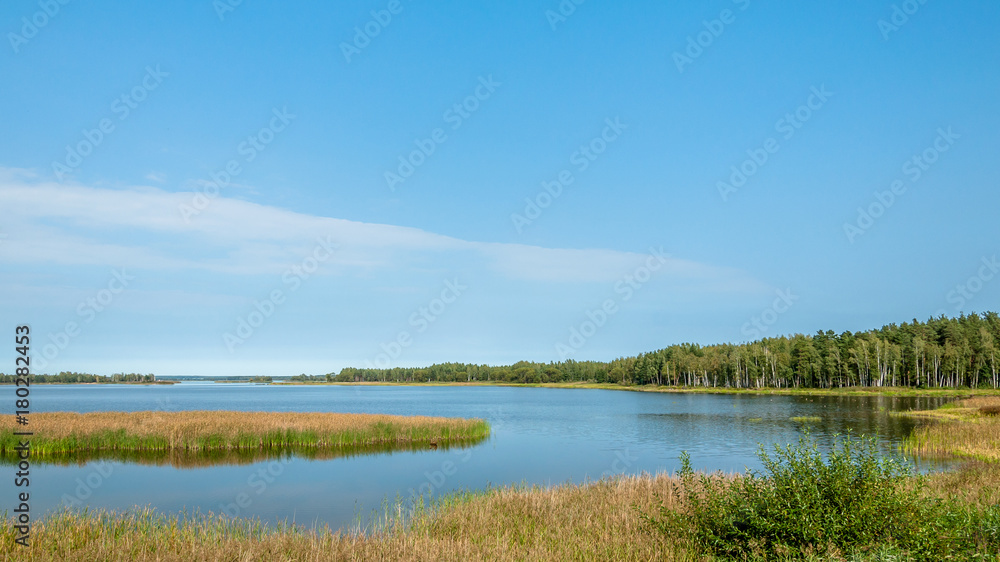 summer landscape. a lake with coastal reeds and a pine forest on the shore