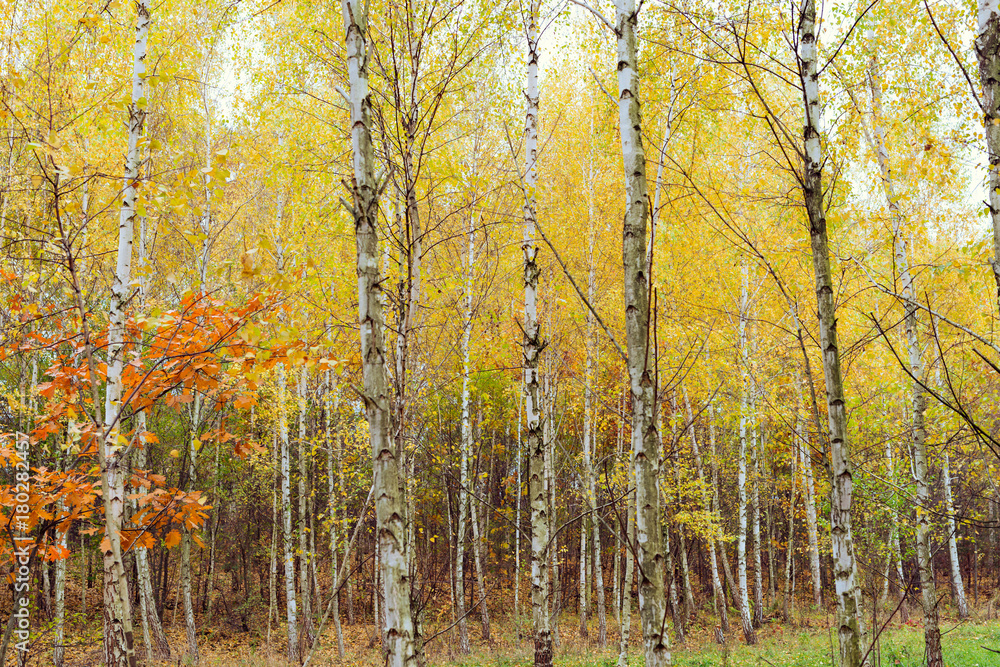 Fototapeta premium Birch wood with yellowed leaves