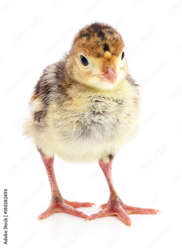 Fototapeta premium Chicken turkey isolated