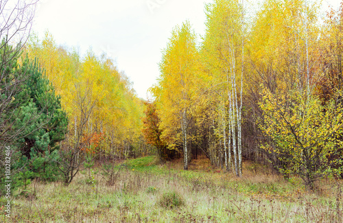 Birch wood with yellowed leaves