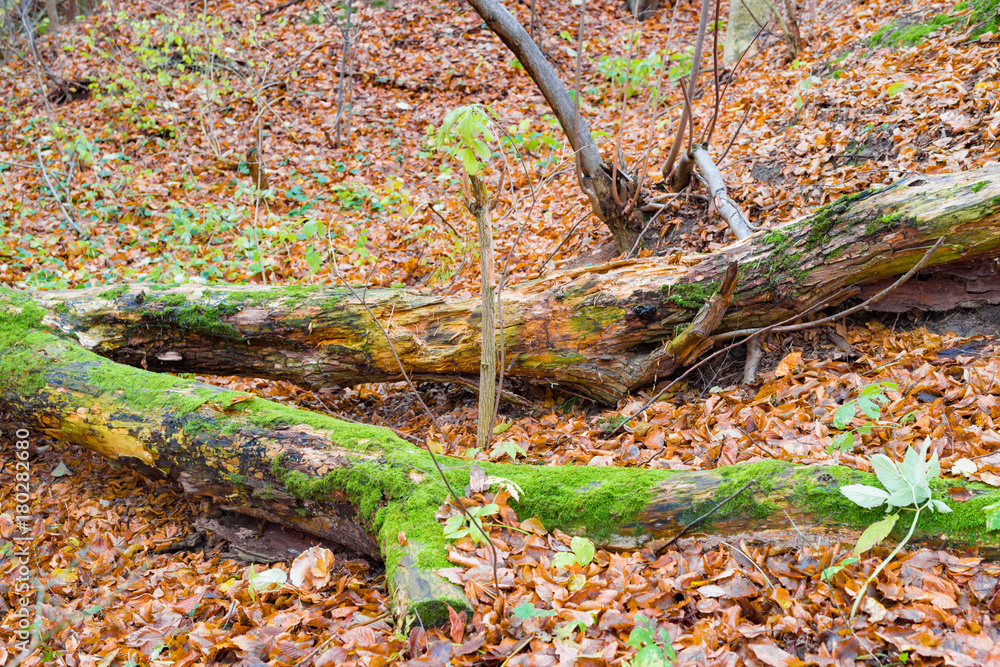 The fallen old tree is covered with green moss The fallen old tree is covered with green moss