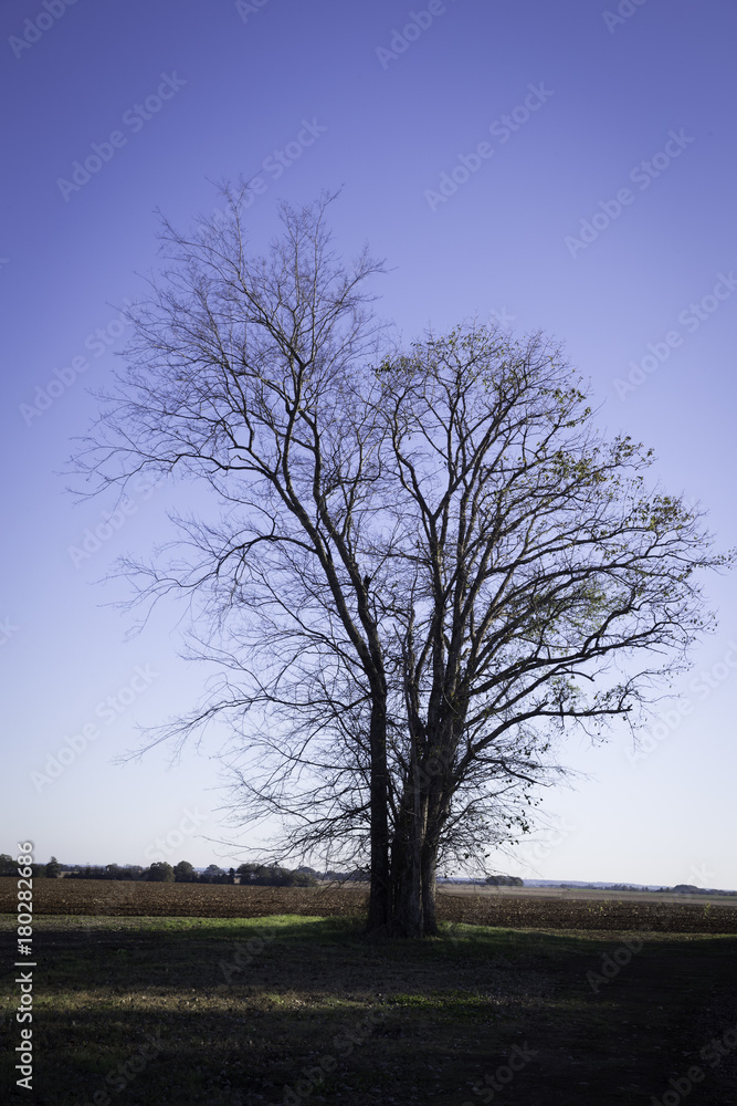 Fototapeta premium tree