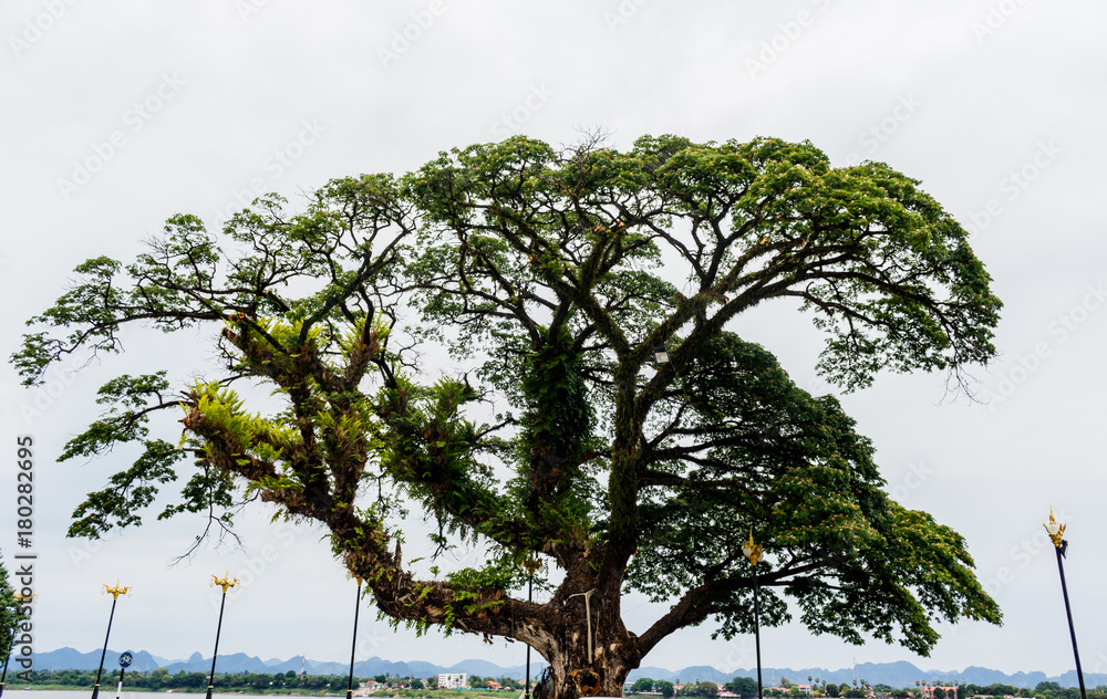 Ancient tropical rain tree Thailand