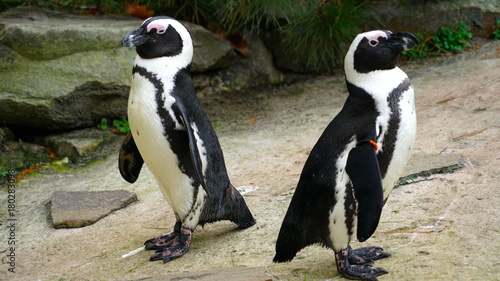 Fototapeta Naklejka Na Ścianę i Meble -  Penguins