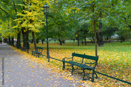 Canvas Print Green benches in the park against the background of trees