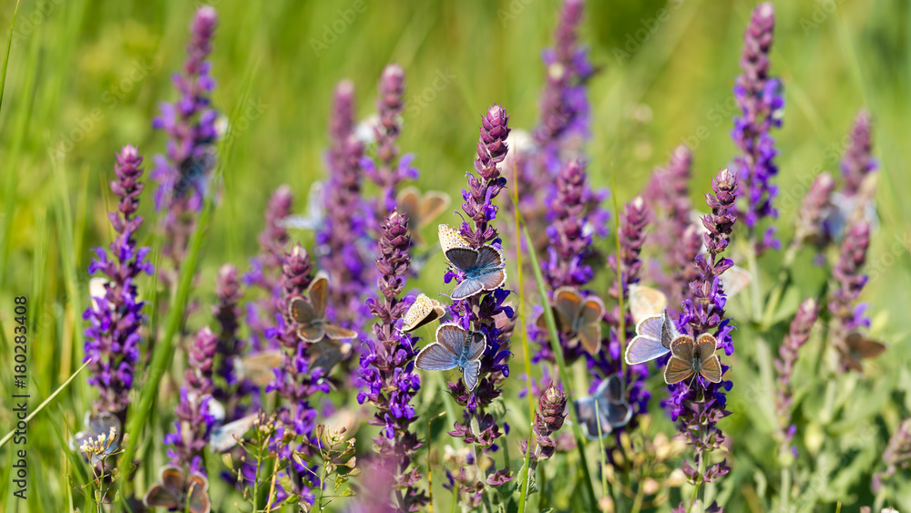 Obraz premium Many butterfly eating together on the flower