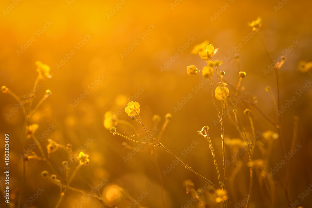 Beautiful flowers in the sunset backlight