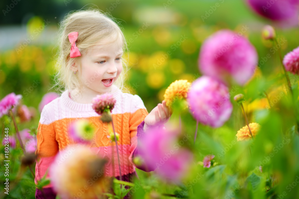 Cute little girl playing in blossoming dahlia field. Child picking fresh flowers in dahlia meadow on sunny summer day. Cute little girl playing in blossoming dahlia field. Child picking fresh flowers in dahlia meadow on sunny summer day.