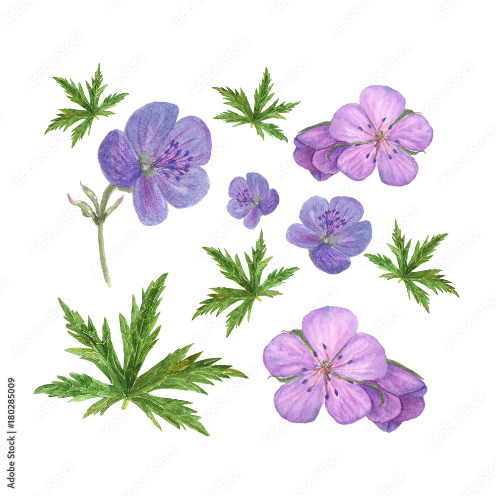 Botanical watercolor illustration of lilac geranium flowers and green leaves isolated on white background Botanical watercolor illustration of lilac geranium flowers and green leaves isolated on white background