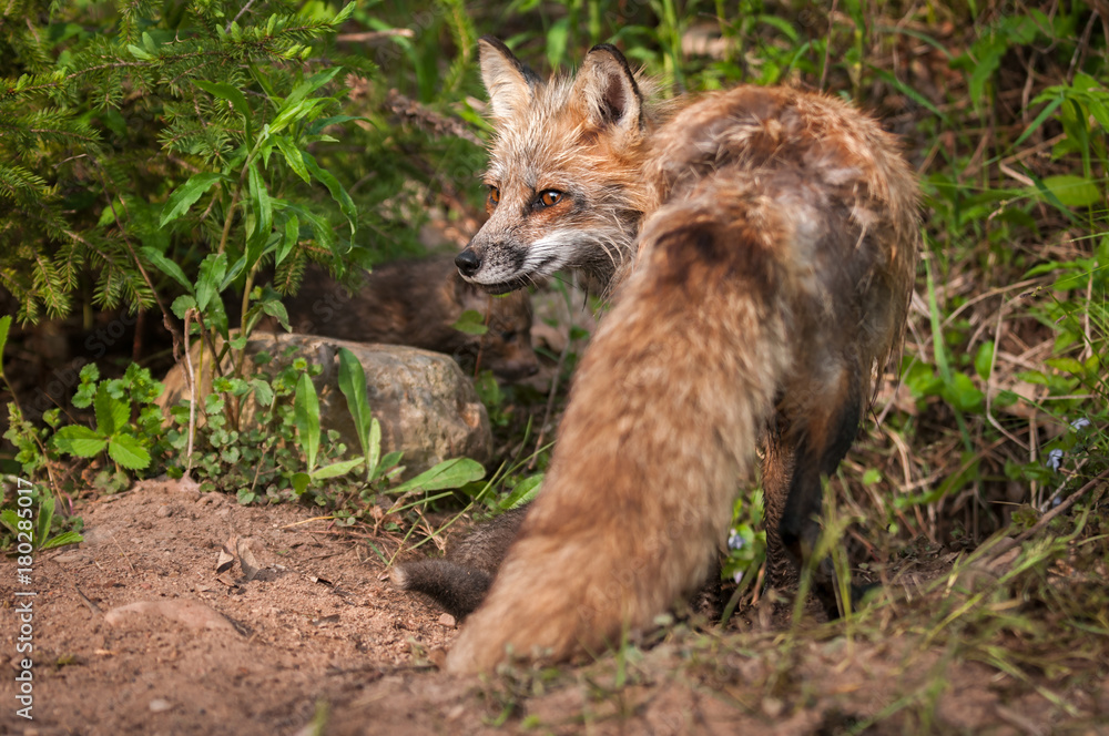 Red Fox (Vulpes vulpes) Vixen Turned