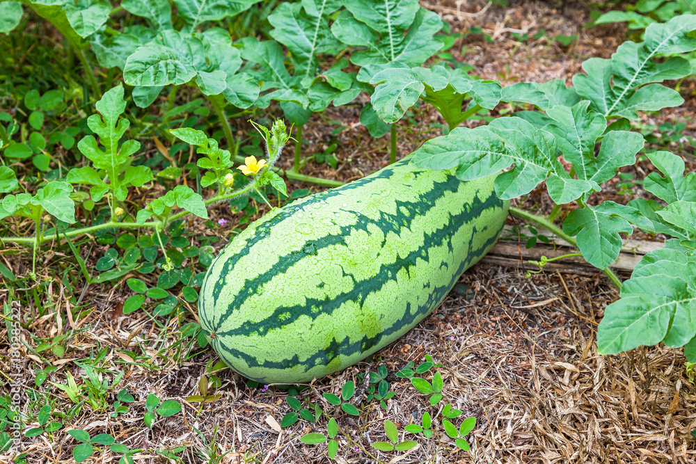 Obraz premium Wild watermelon