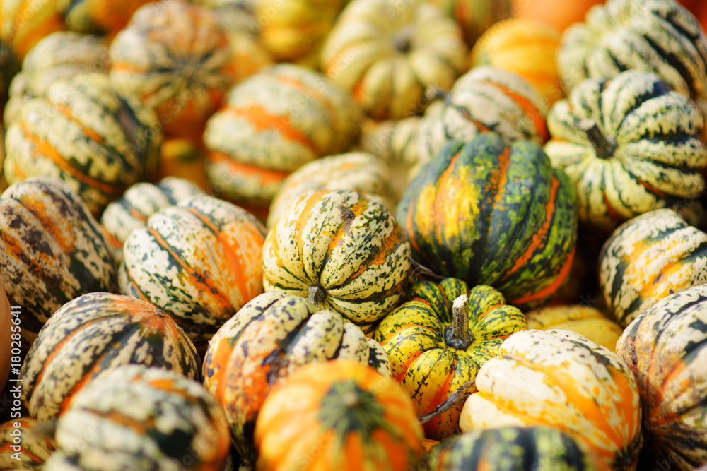 Decorative orange pumpkins on display at the farmers market in Germany. Yellow-green striped ornamental pumpkins in sunlight.