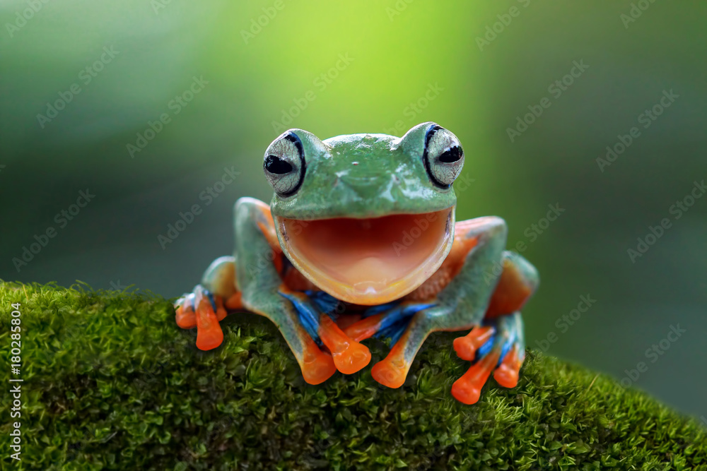 Fototapeta premium Rzekotka drzewna, śmiejąca się latająca żaba