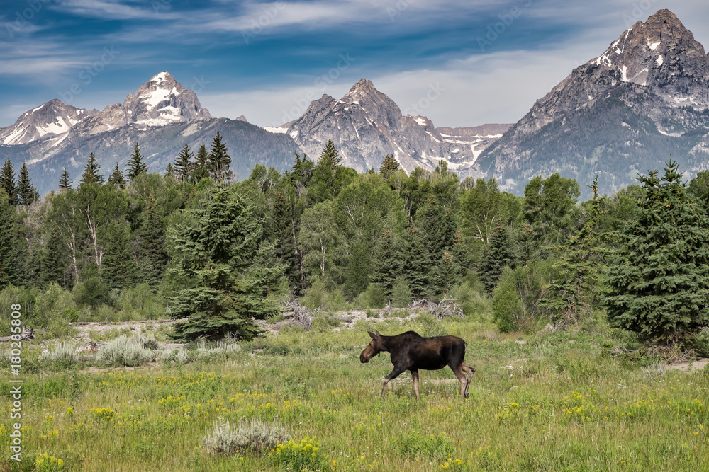 Moose in the meadow