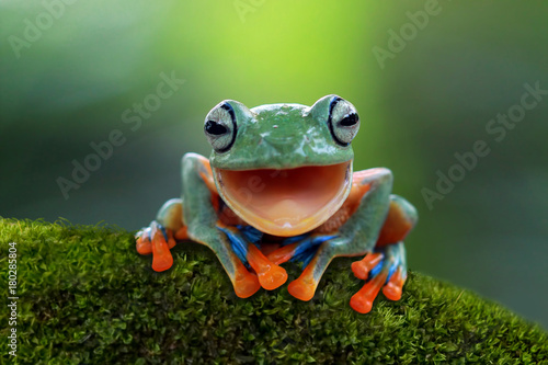 Obraz na plátně Tree frog, flying frog laughing