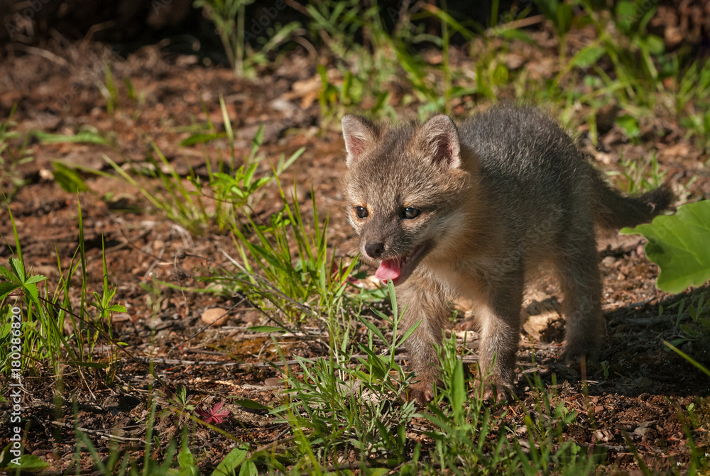 Obraz premium Grey Fox Kit (Urocyon cinereoargenteus) Stands Space Left