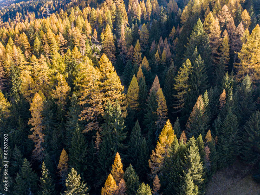 Aerial view of yellow conifer in autumn. Beautiful morning light in Switzerland Aerial view of yellow conifer in autumn. Beautiful morning light in Switzerland