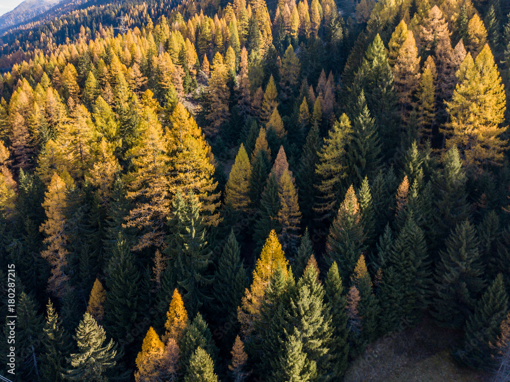 Aerial view of yellow conifer in autumn. Beautiful morning light in Switzerland Aerial view of yellow conifer in autumn. Beautiful morning light in Switzerland
