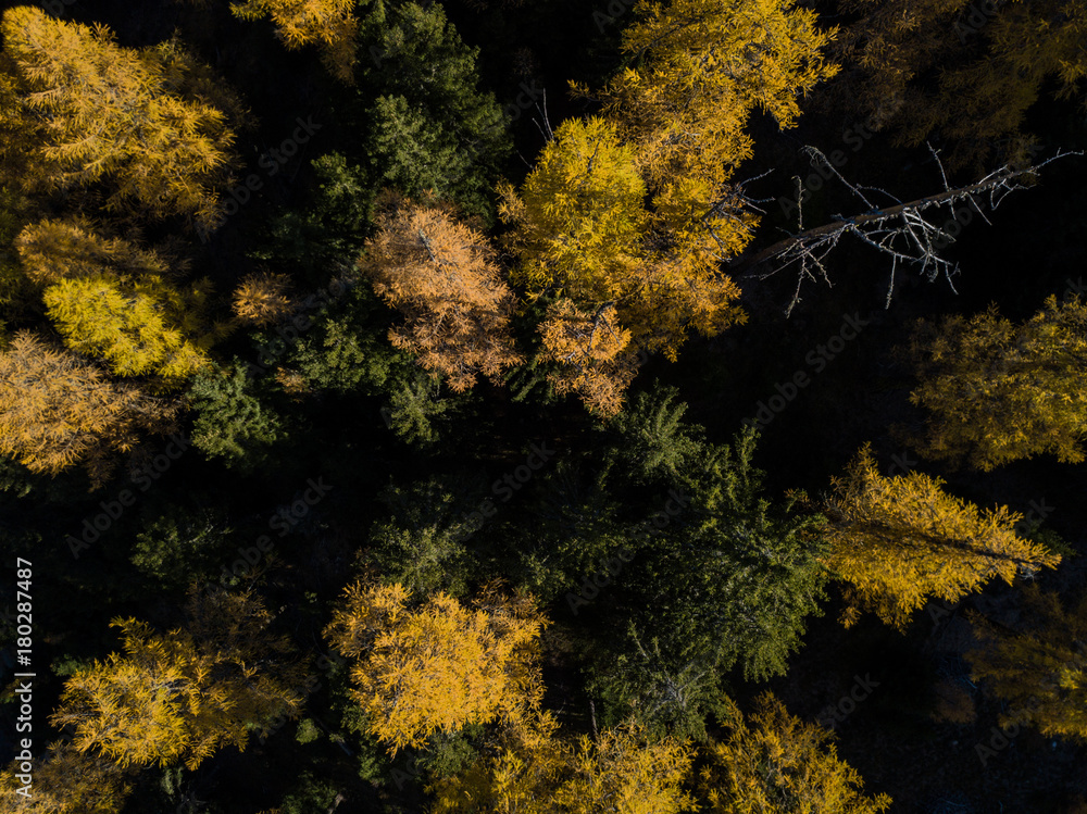 Aerial view of yellow conifer in autumn. Beautiful morning light in Switzerland