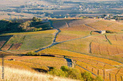 The famous vineyard of Chiroubles at the sunset