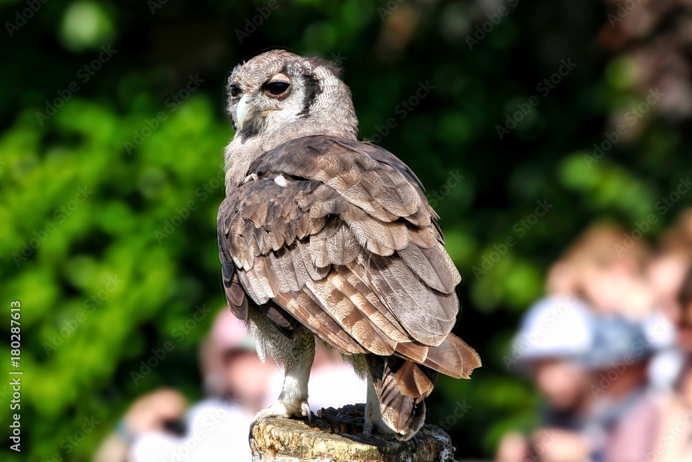 Naklejka premium Owl