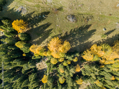 Aerial view of hiking trail in Swiss mountains. Fall colors with yellow conifer trees.