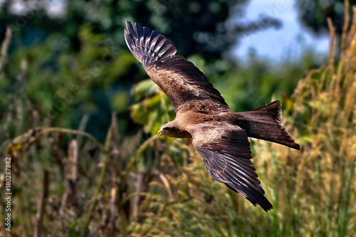Black Kite in flight © UniquePhotoArts